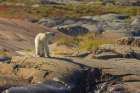 Polar bear testing the air on the arctic tundra late summer landscape Art Print